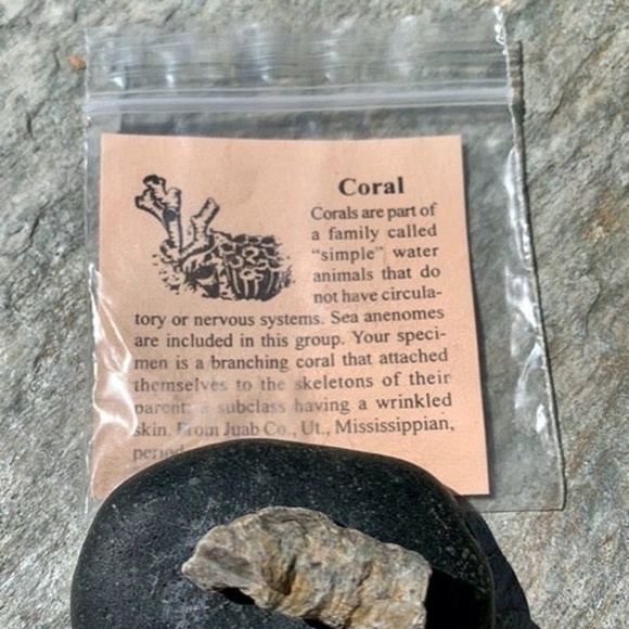 Fossilized Branching Sea Coral Fossil Specimen Mississippian Period with ID Card - Picture 2 of 5
